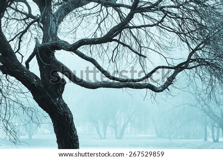 The branches of a big tree in the Park on a black and white photograph of a cold green shade, fog in the Park