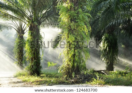 Palm Farm Day Outdoor Fog Light