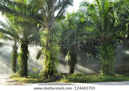 Palm Day Outdoor Fog Light Farm