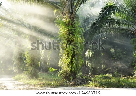 Palm Light Day Outdoor Fog Farm