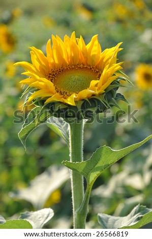 Sunflower Grow Up