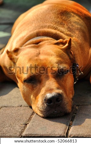 Pit Bull Terrier  Flop Brown Head