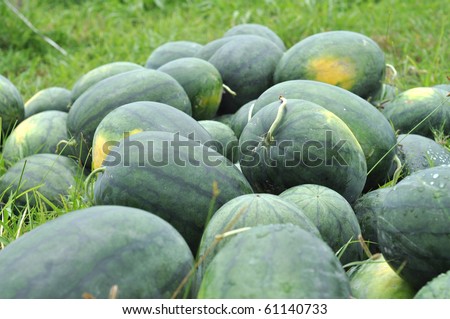 Watermelon Farm Green Group