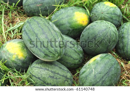 Watermelon Farm Group Green