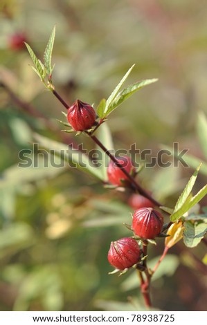 Roselle Red Nature Plant Day Outdoor
