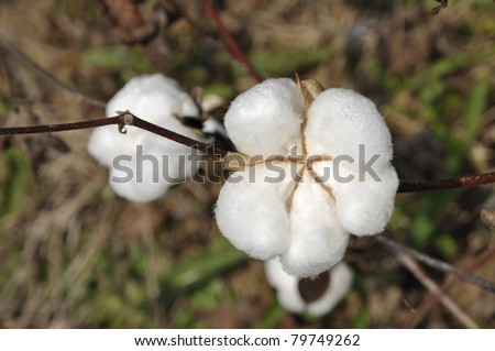 Cotton Day Plant Outdoor Field