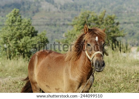 Brown horse standing in a field of grass