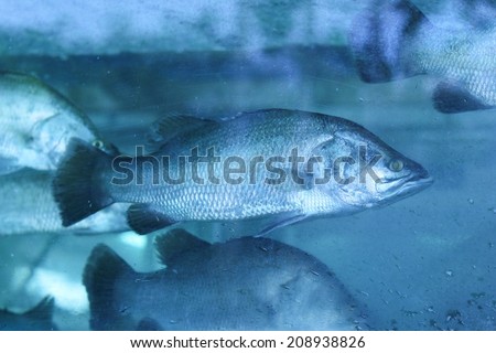 The sea bass fish in water tank