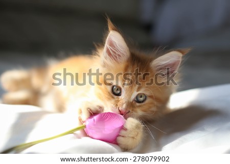 Little red Maine Coon kitten playing wirh the flower