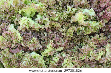Fresh Gree and Red Leaf Lettuce background
