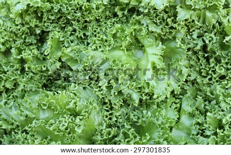 Fresh Gree Leaf Lettuce background in marketplace