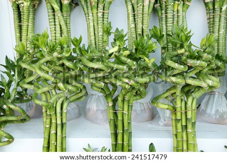 Lucky bamboo in the flower market, for sale