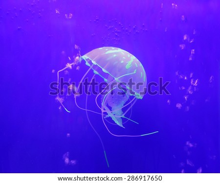 Jellyfish, is the important large plankton in sea, belong to cnidarians