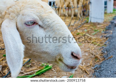 Close-up Sheep Face