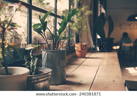 A small plant pot displayed in the window vintage color