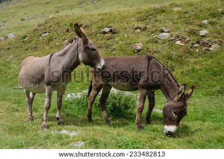 Two donkeys, one of them grazing the other wants to play