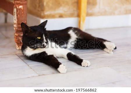 Black and white cat relaxing outdoor