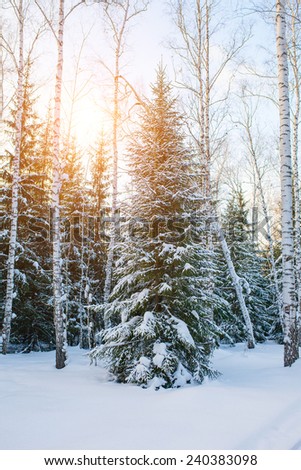 Cold  winter day in the snowy winter forest. Spruce tree under the snow, sunshine glow