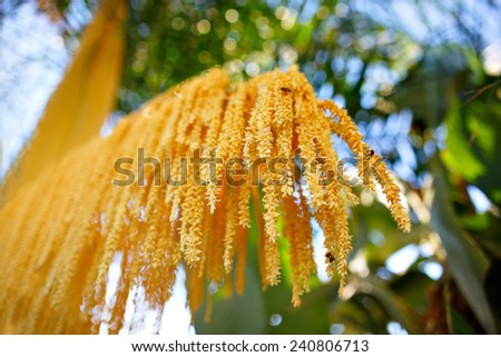 Phoenix roebelenii (Pygmy date palm) yellow bunch of flowers Shallow depth of field (DOF)