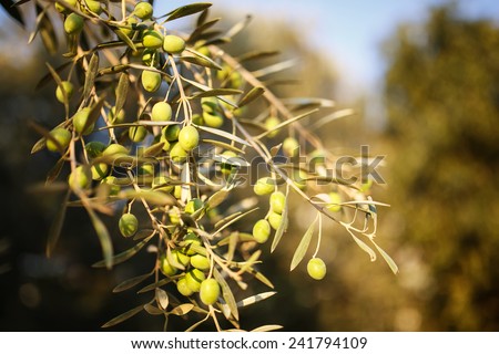 Many green olives on olive tree branch in autumn. Season nature image. Selective Focus.