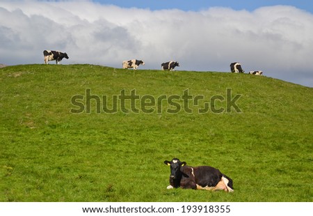 Farm life.Herd of Happy Cows relaxing outside on the hill. Typical Organic farm with free range cattle for natural milk and other dairy products produce