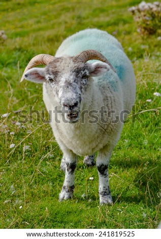 Front view full body length portrait close up of one single fleecy fluffy alive baby sheep or lamb face with horns. Unusual view of the most popular farm animal in Ireland grazing on a green field