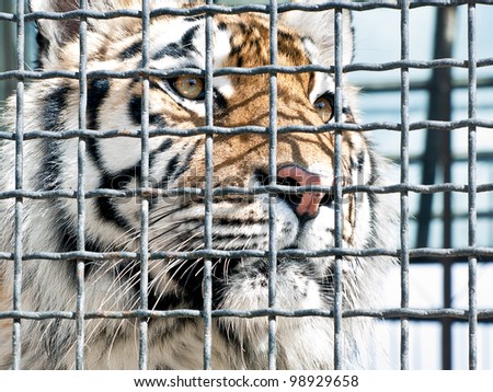 Royal bengal tiger behind bars