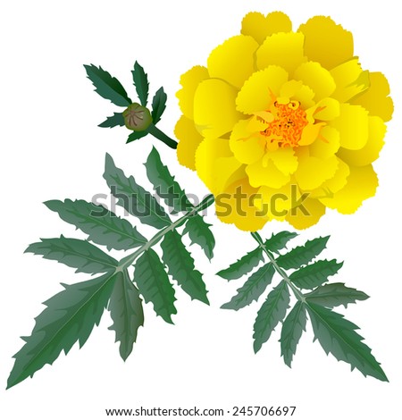 Realistic illustration of yellow marigold flower (Tagetes) isolated on white background. One flower, bud and leaves.