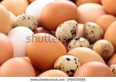 Close up shot of fresh quail and chicken eggs on market.