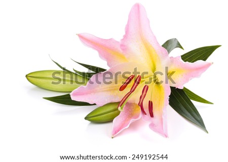 Closeup shot of pink lily isolated on white background.