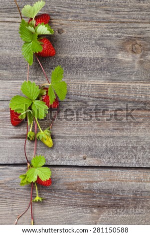 Border of fresh strawberries with growing runners and flowers. On old wooden table.