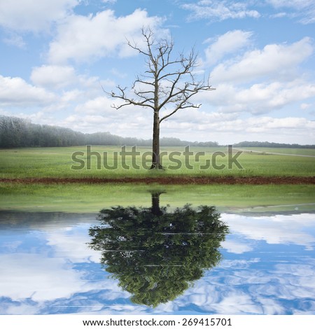 An old dead tree has the reflection of a beautiful big tree.
