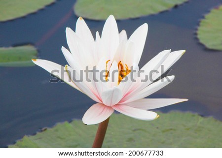 White Lotus in Thailand
