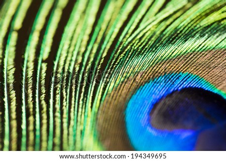Peacock Feather Close-Up