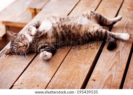 Brown Tabby Cat Lying on Back