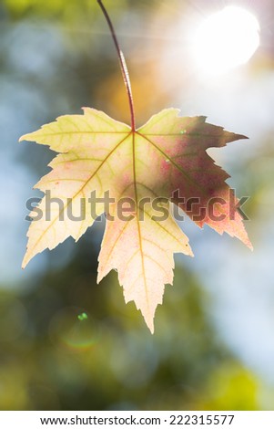 Fall Leaf with Sun Flare