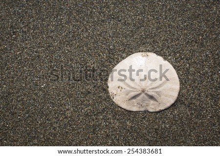 Sand Dollar on the Beach