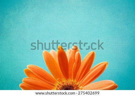 Orange Gerbera Daisy on a Turquoise Textured Background (2)