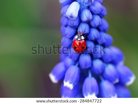 Ladybug on violet contrast flower in a meadow, complementary stylish colors.