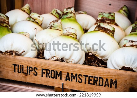 Tulip bulbs to be sold at the flower market in Amsterdam, Holland
