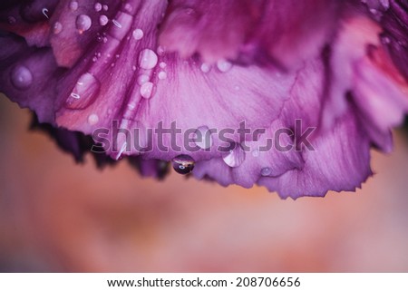 petals covered with water-drops
