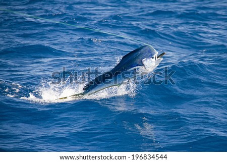 Dolphin Fish, Mahi Mahi, Dorado with lure