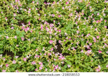 Many small purple flowers white trim.