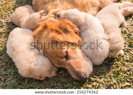 The Golden puppy is sleeping in his mother\'s side in the sunshine.