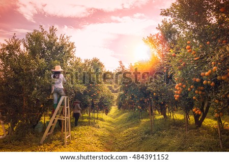 Farmer harvesting oranges in an orange tree field in morning.