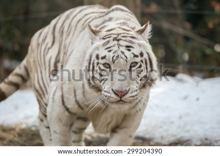 Face to face with white bengal tiger on snow background