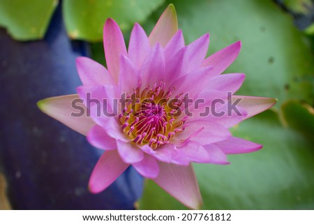 Violet Lotus in Thailand