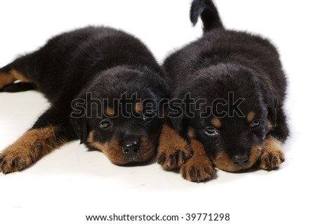 dogs Cute+rottweiler+pups