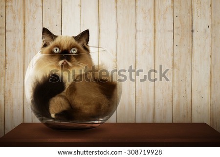 Cute persian cat inside glass bowl on the wooden desk