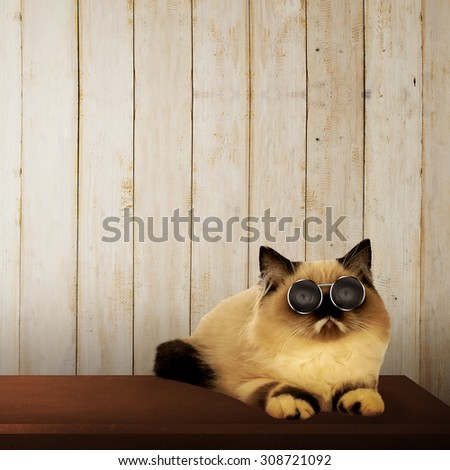 Cute persian cat on the table with wood background